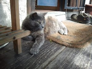 La gatta Paprica - Monolocale il Nettare